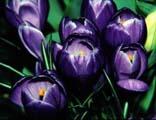  Violet Iris